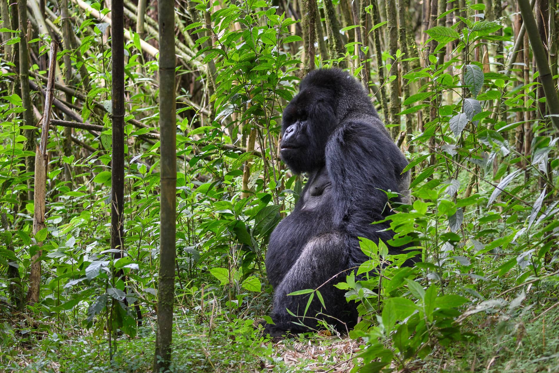 Gorilla trekking experiences